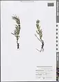 Cuscuta planiflora • سس همدانی