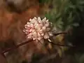 Cuscuta planiflora • سس همدانی