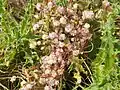 Cuscuta planiflora • سس همدانی