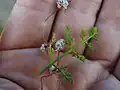 Cuscuta planiflora • سس همدانی