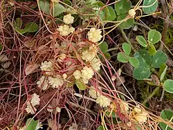 Cuscuta planiflora • سس همدانی