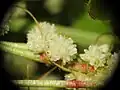 Cuscuta planiflora • سس همدانی