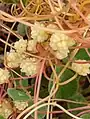Cuscuta planiflora • سس همدانی