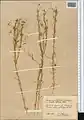 Cuscuta epilinum • سس کتانی