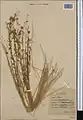 Cuscuta epilinum • سس کتانی