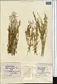 Cuscuta epilinum • سس کتانی