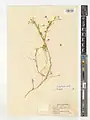Cuscuta epilinum • سس کتانی