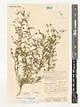 Convolvulus pilosellifolius • پیچک برگکرکی