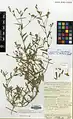 Convolvulus pilosellifolius • پیچک برگکرکی