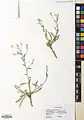 Convolvulus pilosellifolius • پیچک برگکرکی
