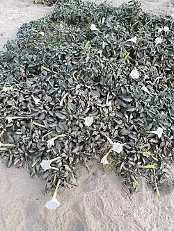 Datura innoxia • داتوره گل درشت