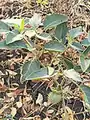 Datura innoxia • داتوره گل درشت