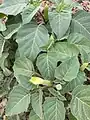 Datura innoxia • داتوره گل درشت