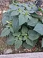Datura innoxia • داتوره گل درشت