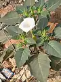 Datura innoxia • داتوره گل درشت