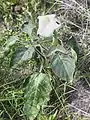 Datura innoxia • داتوره گل درشت