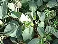 Datura innoxia • داتوره گل درشت