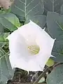 Datura innoxia • داتوره گل درشت