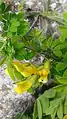 Caragana arborescens • نخود درختی