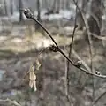 Caragana arborescens • نخود درختی