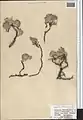 Hedysarum plumosum • اسپرسی پرمرغی