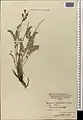 Hedysarum atropatanum • اسپرسی آذربایجانی
