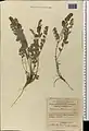 Hedysarum atropatanum • اسپرسی آذربایجانی