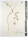 Hedysarum atropatanum • اسپرسی آذربایجانی