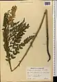 Hedysarum formosum • اسپرسی تماشائی