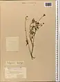 Hedysarum formosum • اسپرسی تماشائی