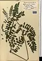 Hedysarum formosum • اسپرسی تماشائی