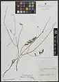 Hedysarum formosum • اسپرسی تماشائی