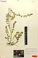 Onobrychis mazanderanica • اسپرس مازندرانی