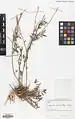 Onobrychis persica • اسپرس ایرانی