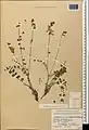 Onobrychis atropatana • اسپرس آذربایجانی