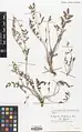 Onobrychis atropatana • اسپرس آذربایجانی