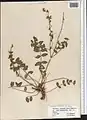 Onobrychis chorassanica • اسپرس خراسانی