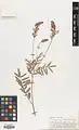 Onobrychis major • اسپرس کبیر