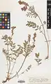 Onobrychis major • اسپرس کبیر