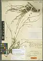 Onobrychis ptychophylla • اسپرس برگ‌چروکیده