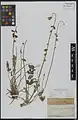 Onobrychis oxyptera • اسپرس تیزبال