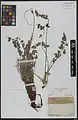 Onobrychis oxyptera • اسپرس تیزبال