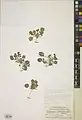 Onobrychis tavernieraefolia • اسپرس بلوچستانی