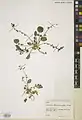 Onobrychis tavernieraefolia • اسپرس بلوچستانی