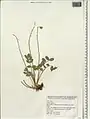 Onobrychis melanotricha • اسپرس سیاه‌کرک