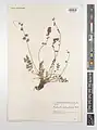 Onobrychis melanotricha • اسپرس سیاه‌کرک