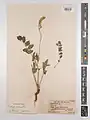 Onobrychis schahuensis • اسپرس شاهوئی