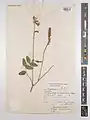 Onobrychis schahuensis • اسپرس شاهوئی