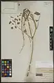 Onobrychis andalanica • اسپرس کردستانی
