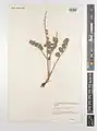 Onobrychis psoraleifolia • اسپرس کهرودی